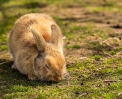 うさぎ　食欲不振